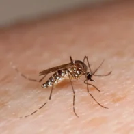 Estudio revela que el mosquito del dengue puede aprender a ignorar los repelentes