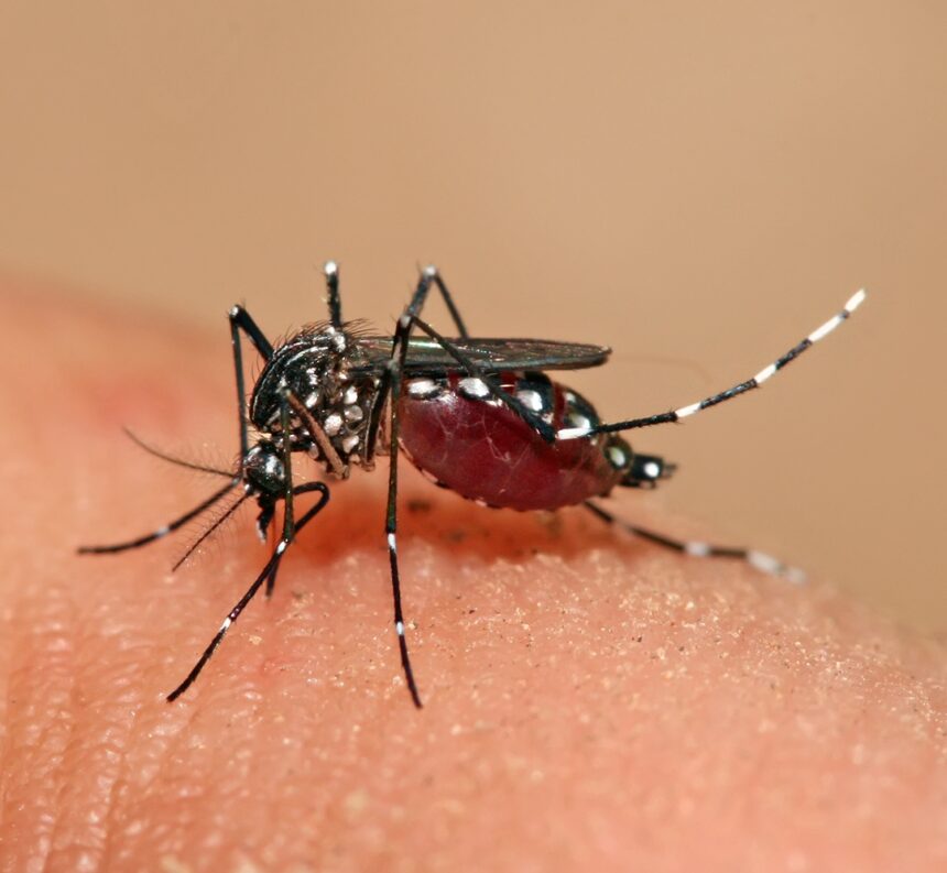 Ministerio de Salud reporta 1,411 casos acumulados de dengue en Costa Rica en lo que va del 2026