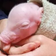 Argentina logra el nacimiento del primer cerdo clonado de Latinoamérica para futuros trasplantes en humanos
