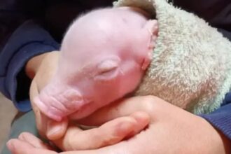 Argentina logra el nacimiento del primer cerdo clonado de Latinoamérica para futuros trasplantes en humanos