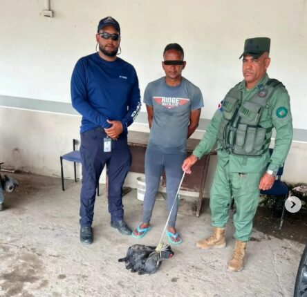 Apresan en Cotuí a hombre acusado de vender gallaretas capturadas ilegalmente