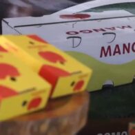 Agricultura fortalece medidas fitosanitarias para impulsar exportación de mangos Europa y EEUU