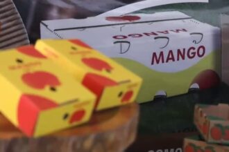 Agricultura fortalece medidas fitosanitarias para impulsar exportación de mangos Europa y EEUU