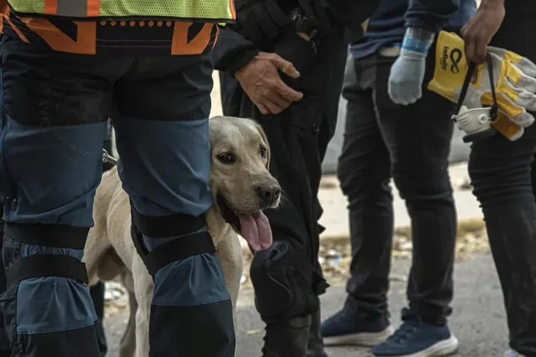 Rescatistas intentan salvar a un niño de nueve años tras ocho días de los terremotos en Venezuela