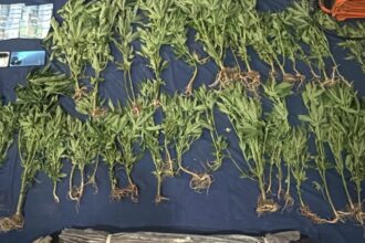 Descubren cultivo de 45 plantas de marihuana y destruyen vivero en San José de Ocoa