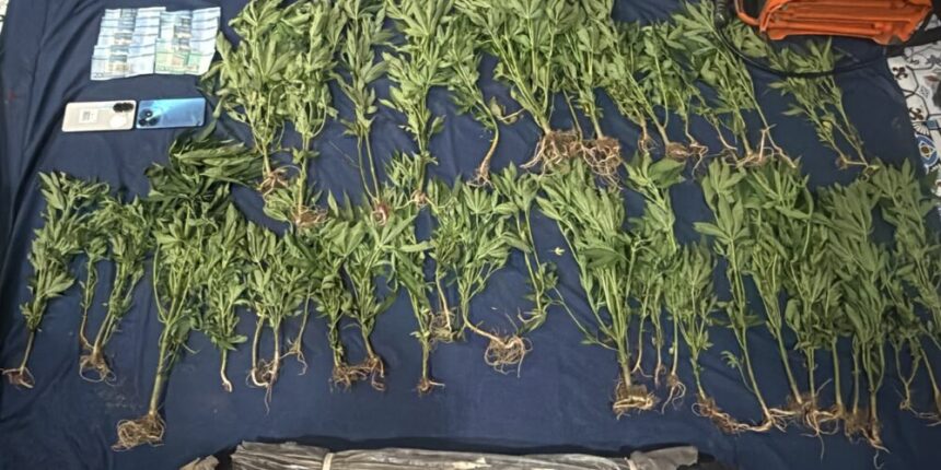 Descubren cultivo de 45 plantas de marihuana y destruyen vivero en San José de Ocoa