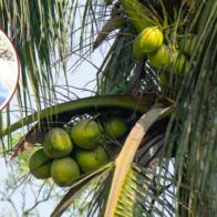 Niña muere tras ser impactada por una mata de coco durante labores agrícolas en Nagua