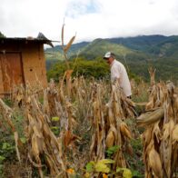 El 23% de la población centroamericana bajo presión económica por inseguridad alimentaria