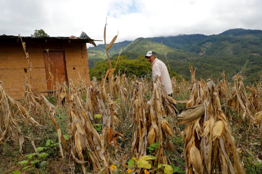 El 23% de la población centroamericana bajo presión económica por inseguridad alimentaria