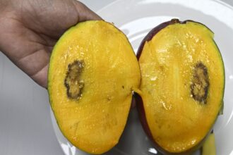 Mango.