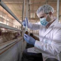 El 61% de las enfermedades en humanos son de origen zoonótico, alerta la sanidad de Perú