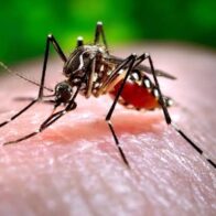 Salud Pública registra nuevos casos de dengue y eleva a 171 los contagios en 2026