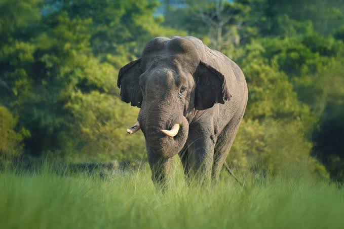 Un elefante mata a miembros de una familia y 14 años después vuelve por ella