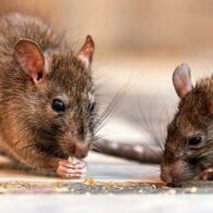 Salud Pública reporta 196 casos de leptospirosis y 15 fallecimientos en lo que va de 2026