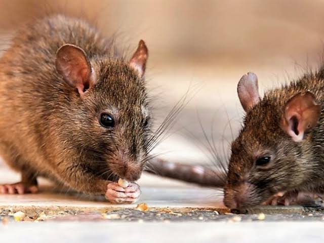 Salud Pública reporta 196 casos de leptospirosis y 15 fallecimientos en lo que va de 2026