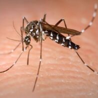 La OPS reporta un aumento de casos de dengue en Costa Rica, Honduras y El Salvador
