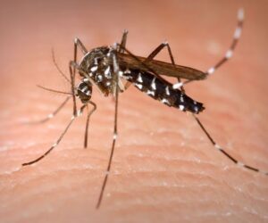 La OPS reporta un aumento de casos de dengue en Costa Rica, Honduras y El Salvador
