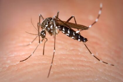 La OPS reporta un aumento de casos de dengue en Costa Rica, Honduras y El Salvador