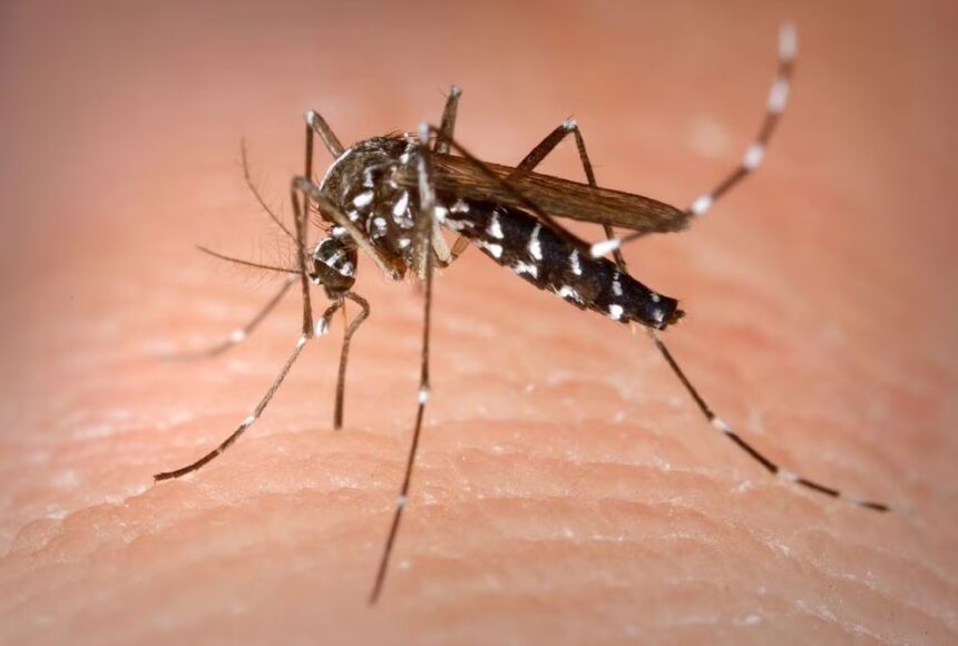 La OPS reporta un aumento de casos de dengue en Costa Rica, Honduras y El Salvador