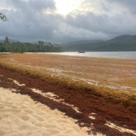 Sargazo afecta nuevamente Playa Rincón y comunidad pide intervención de autoridades