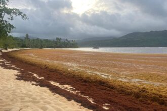 Sargazo afecta nuevamente Playa Rincón y comunidad pide intervención de autoridades