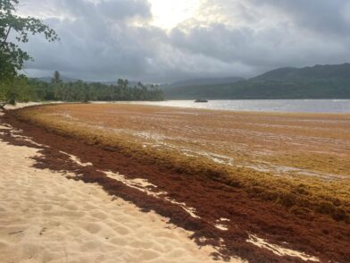 Sargazo afecta nuevamente Playa Rincón y comunidad pide intervención de autoridades