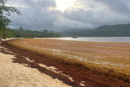 Sargazo afecta nuevamente Playa Rincón y comunidad pide intervención de autoridades