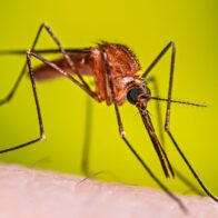 El dengue se dispara un 25% en Costa Rica: reportan más de 2,800 casos en lo que va del 2026