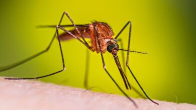 El dengue se dispara un 25% en Costa Rica: reportan más de 2,800 casos en lo que va del 2026