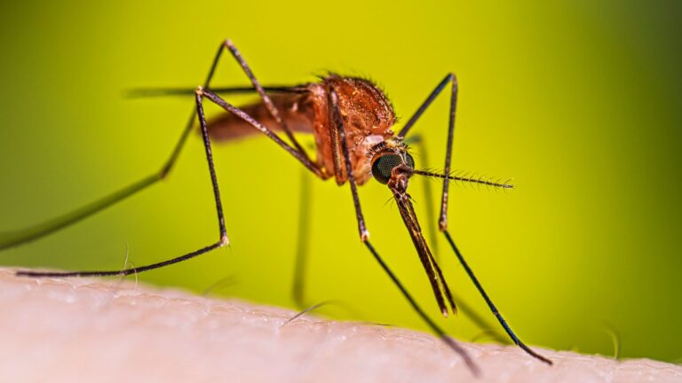 El dengue se dispara un 25% en Costa Rica: reportan más de 2,800 casos en lo que va del 2026