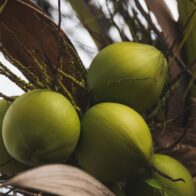 República Dominicana celebrará su primera Cumbre del Coco