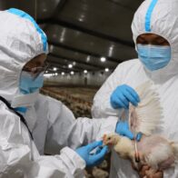 Gripe aviar en El Salvador, ¿es peligroso comer pollo?