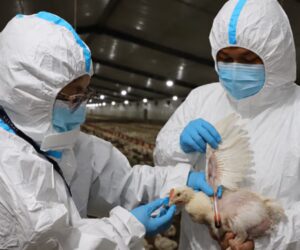 Gripe aviar en El Salvador, ¿es peligroso comer pollo? infectólogo aclara dudas