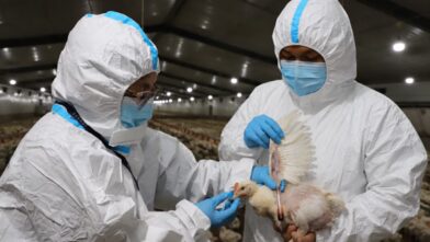 Gripe aviar en El Salvador, ¿es peligroso comer pollo?