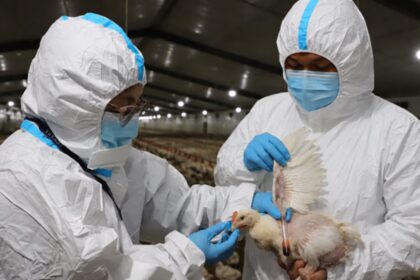 Gripe aviar en El Salvador, ¿es peligroso comer pollo?