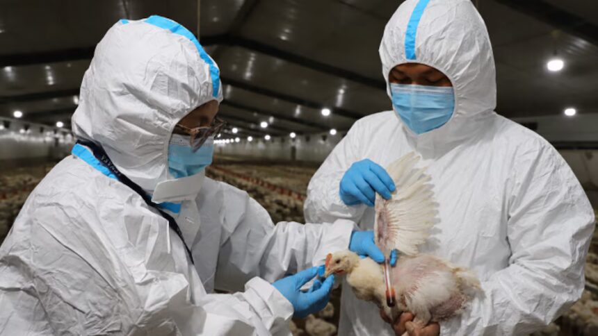Gripe aviar en El Salvador, ¿es peligroso comer pollo?
