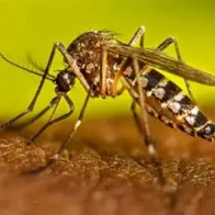 Casos de dengue en RD suben a 245; Salud Pública asegura están bajo control
