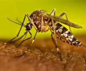 Casos de dengue en RD suben a 245; Salud Pública asegura están bajo control
