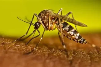 Casos de dengue en RD suben a 245; Salud Pública asegura están bajo control