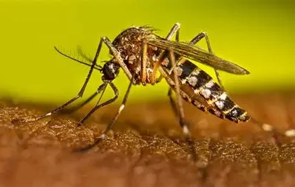 Casos de dengue en RD suben a 245; Salud Pública asegura están bajo control