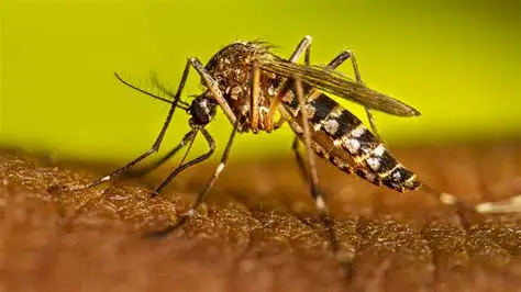 Casos de dengue en RD suben a 245; Salud Pública asegura están bajo control