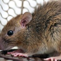 RD registra casi el triple de casos de leptospirosis en 2026