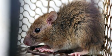 RD registra casi el triple de casos de leptospirosis en 2026