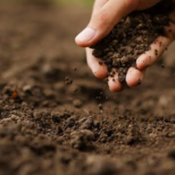 Reclaman a la UTEPDA proyecto agroforestal para impulsar el desarrollo del municipio