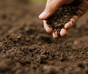 Reclaman a la UTEPDA proyecto agroforestal para impulsar el desarrollo del municipio
