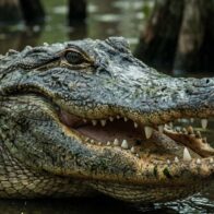 Un caimán de casi 3 metros atacó a una mujer mientras nadaba en un río de Florida y le provocó la amputación de un brazo