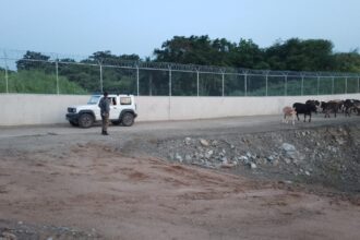 Patrulla del Ejército recupera ganado robado y frustra intento de traslado ilegal hacia Haití