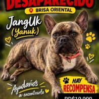Buscan a Jangluk, perro desaparecido en Brisa Oriental; ofrecen RD$10,000 de recompensa