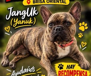 Buscan a Jangluk, perro desaparecido en Brisa Oriental; ofrecen RD$10,000 de recompensa