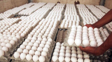 Exportaciones de huevos.